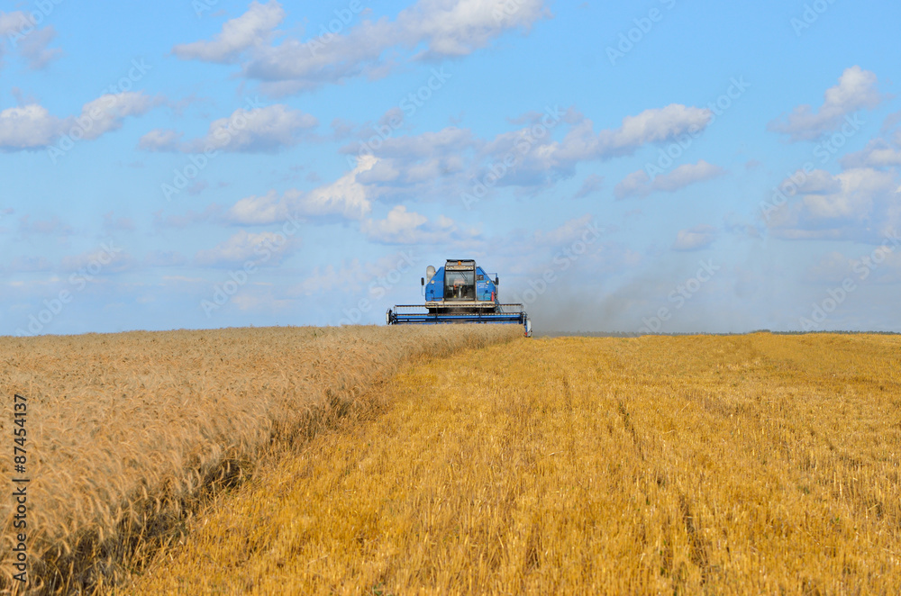 harvester while harvesting wheat summer
