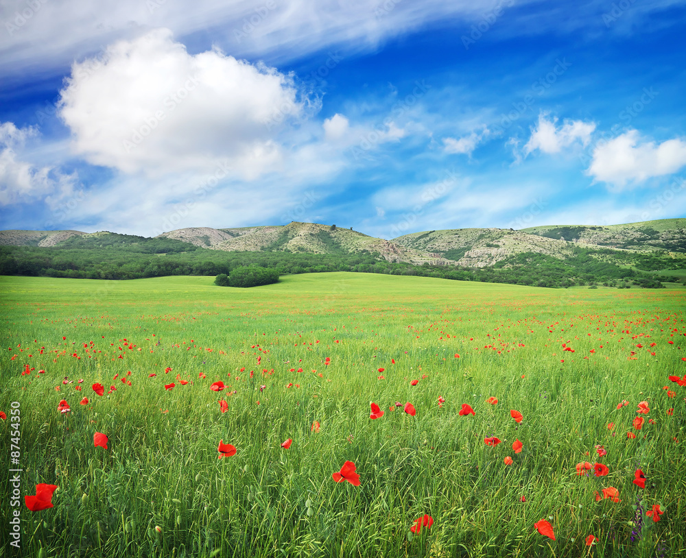 Green meadow with flowers and cloudy blue sky in mountain. 