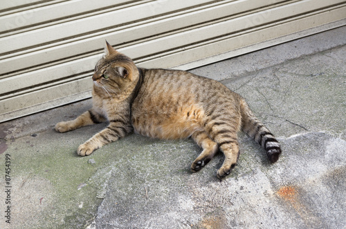Photography Lying cat on street.