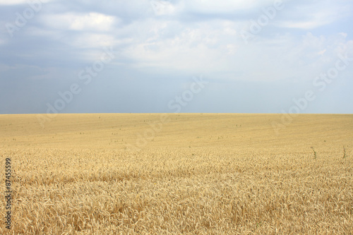 Gold wheat field and blue sky in cloudy weather