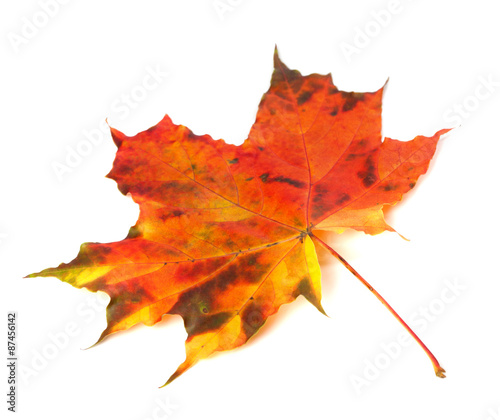 Multicolor autumn maple-leaf