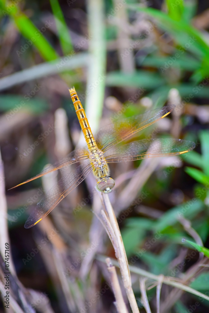 Resting red dragonfly (soft fogus) Resting red dragonfly (soft fogus)