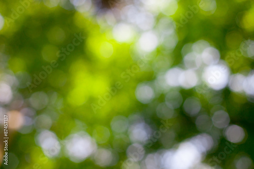 Blurred abstract tree bokeh.