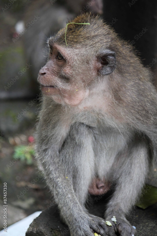 Close up of a monkey in the Ubud Sacred Forest of Bali, Indonesia Close up of a monkey in the Ubud Sacred Forest of Bali, Indonesia