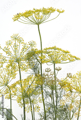 Dill; Anethum graveolens; Dilldolde; Blueten photo