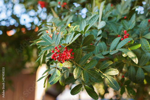 Schinus terebinthifolius, Brazilian pepper, aroeira, rose pepper photo