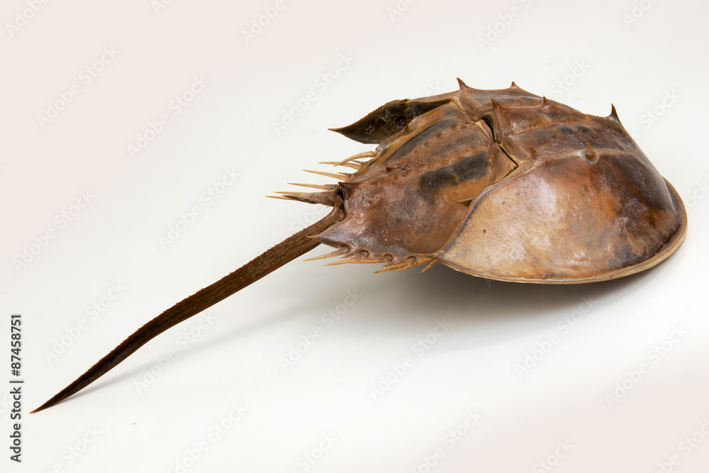 Horseshoe Crab Horseshoe Crab
