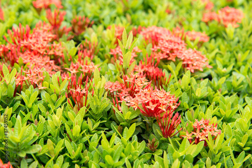 Ixora flowers in the garden at the park