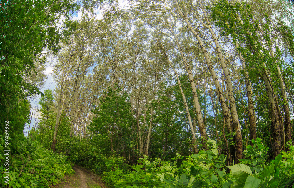 aspen trees forest background green forest landscape aspen trees forest background green forest landscape