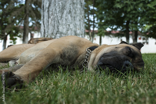 Golden mastiff sleeping at grass