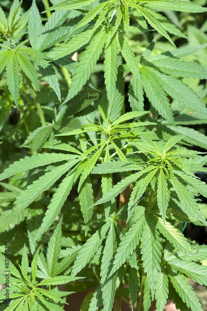 hanf, cannabis, sativa, Hanfblaetter hanf, cannabis, sativa, Hanfblaetter