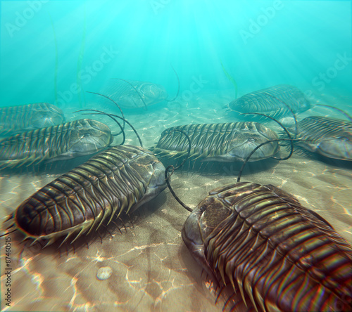 Trilobites Scavenging On The Seabottom photo