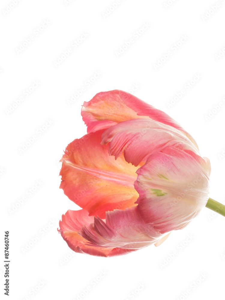 pink tulip on a white background