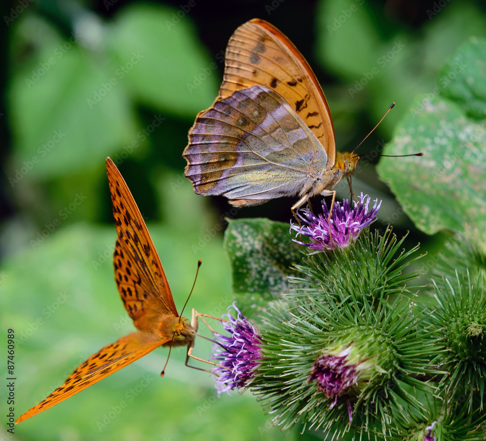 Fototapeta premium Farfalle Argynnis (Fabriciana) niobe