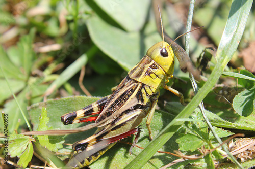 Gryllidae in the grass