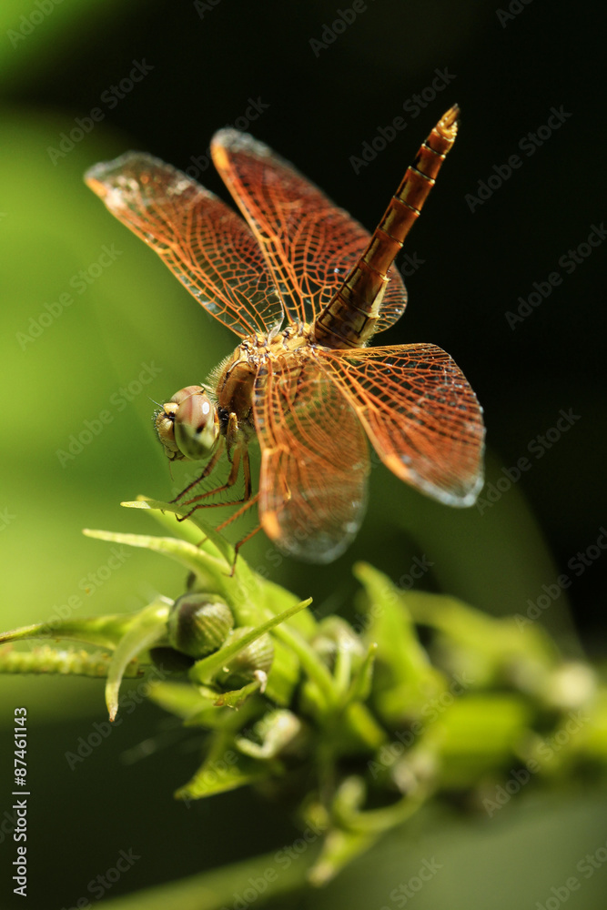 Fototapeta premium The dragonfly