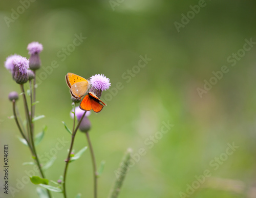 Scarce copper (Lycaena virgaureae) butterfly male and female