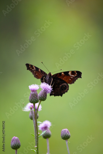 Peacock butterfly (inachis io, Aglais io) © blue_caterpillar