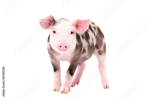 Murais de parede Adorable piglet standing isolated on white background