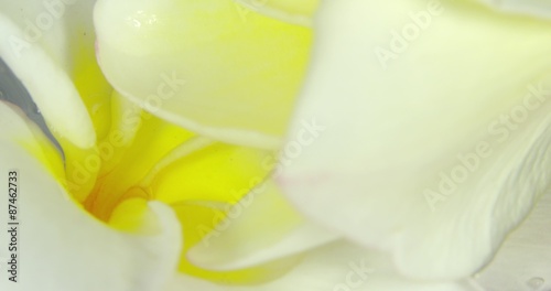 Gardenia macro.