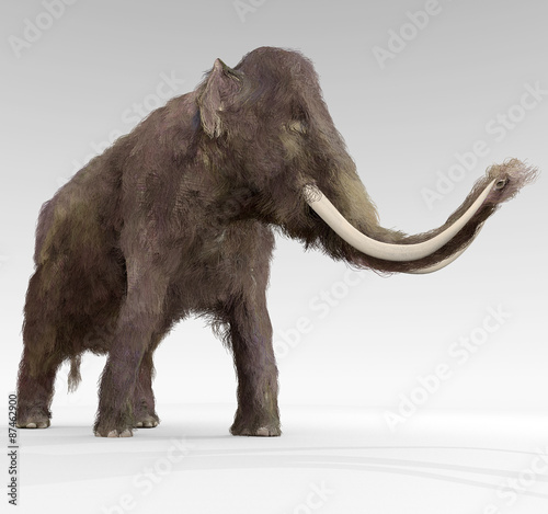 Woolly Mammoth - An illustration of the large extinct Woolly Mammoth.