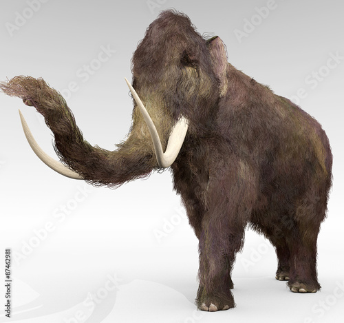 Woolly Mammoth - An illustration of the large extinct Woolly Mammoth.