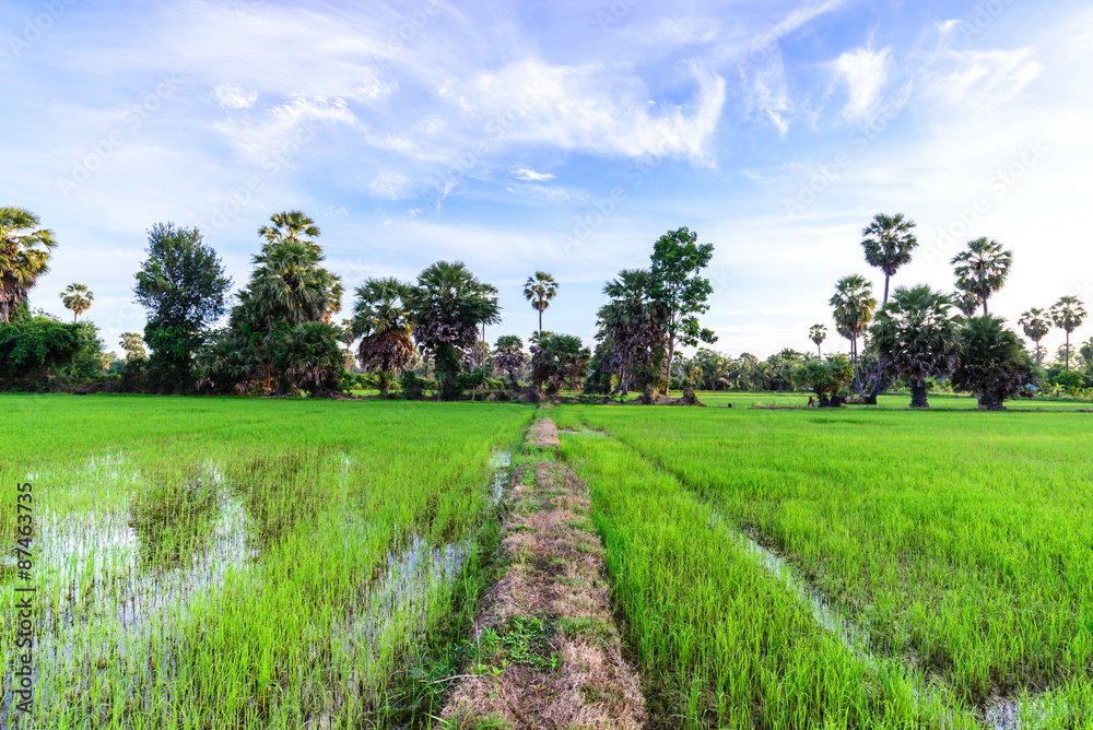 Rice field with palm tree background in morning, Phetchaburi Thai