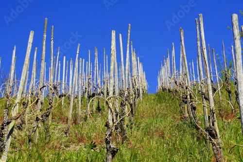 Weinberg im April