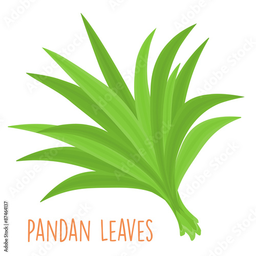 fresh green aromatic pandanus leaf vector