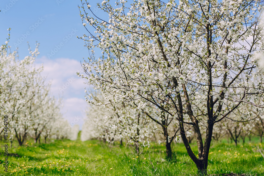 Obraz premium cherry blossom tree