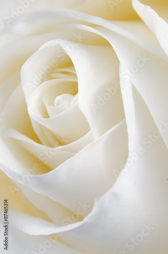 Rose flower fragment