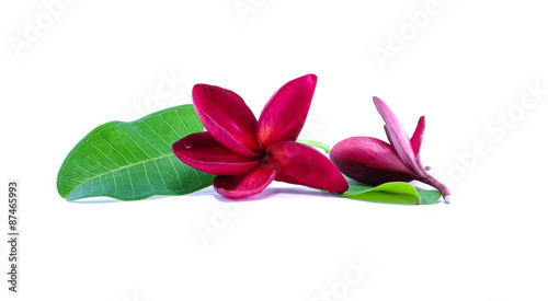 Red flower with green leaf isolated on white background