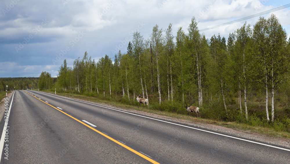 Naklejka premium Two wild reindeer.