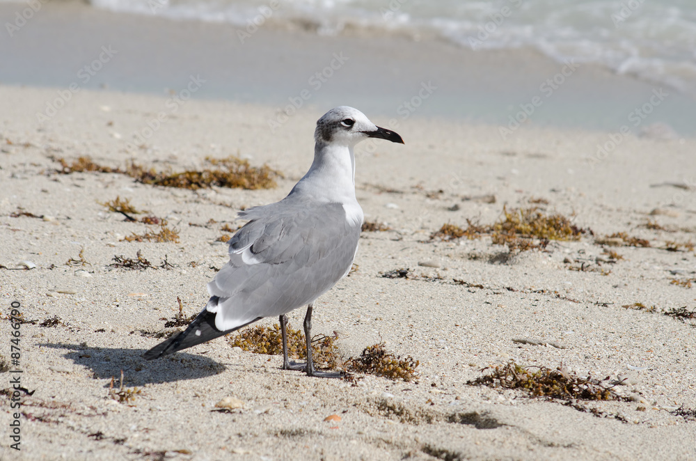 Seagull standing on the beach Seagull standing on the beach