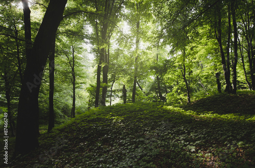 green summer forest