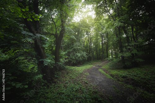 road through dreamy green f...