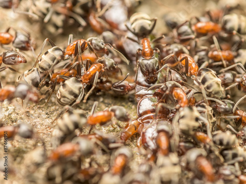 Swarm Of Ants Eating Giant Centipede Macro © radub85