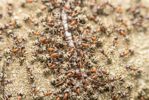 Swarm Of Ants Eating Giant Centipede Macro © radub85