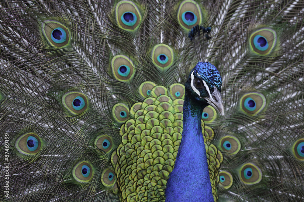 Fototapeta premium peacock