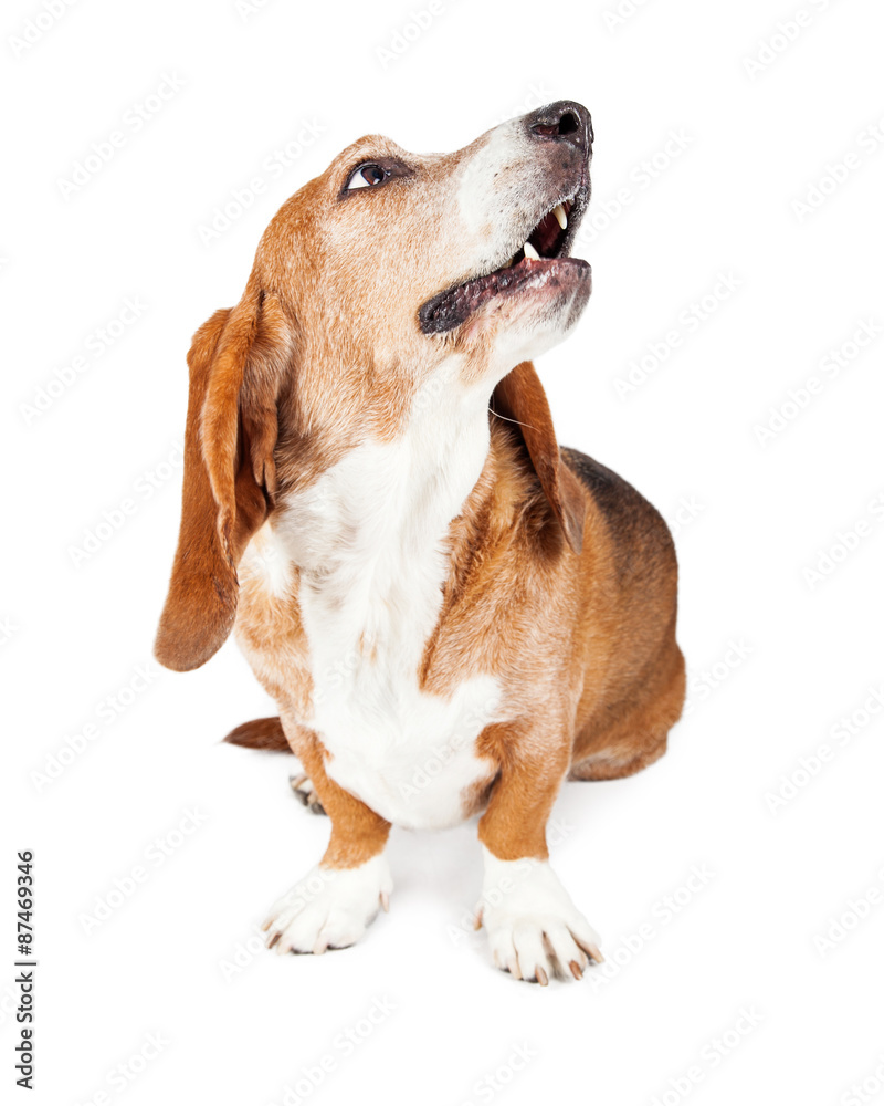 Basset Hound Dog Looking Up Mouth Open
