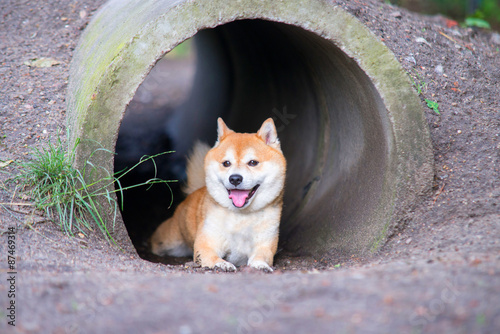 Fototapeta Naklejka Na Ścianę i Meble -  male shiba inu dog in pipe