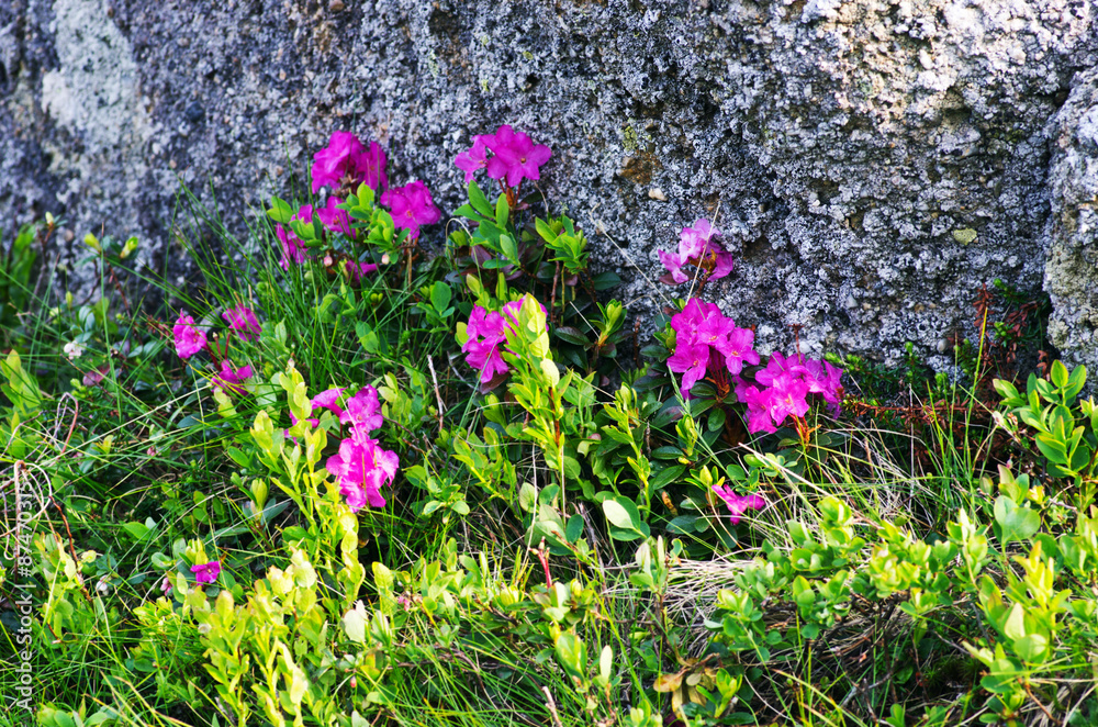 Obraz premium rhododendron in the Carpathians mount. Close up.