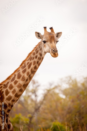 Fototapeta Naklejka Na Ścianę i Meble -  female giraffe