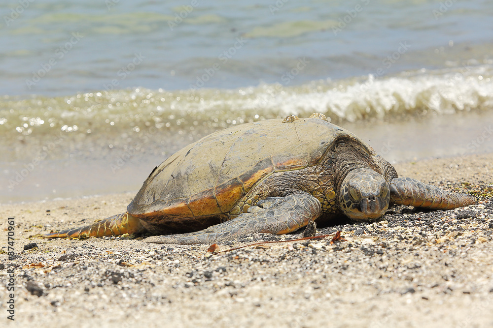 Beautiful endangered green sea turtle