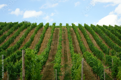 Obraz na plátně vineyard and blue sky