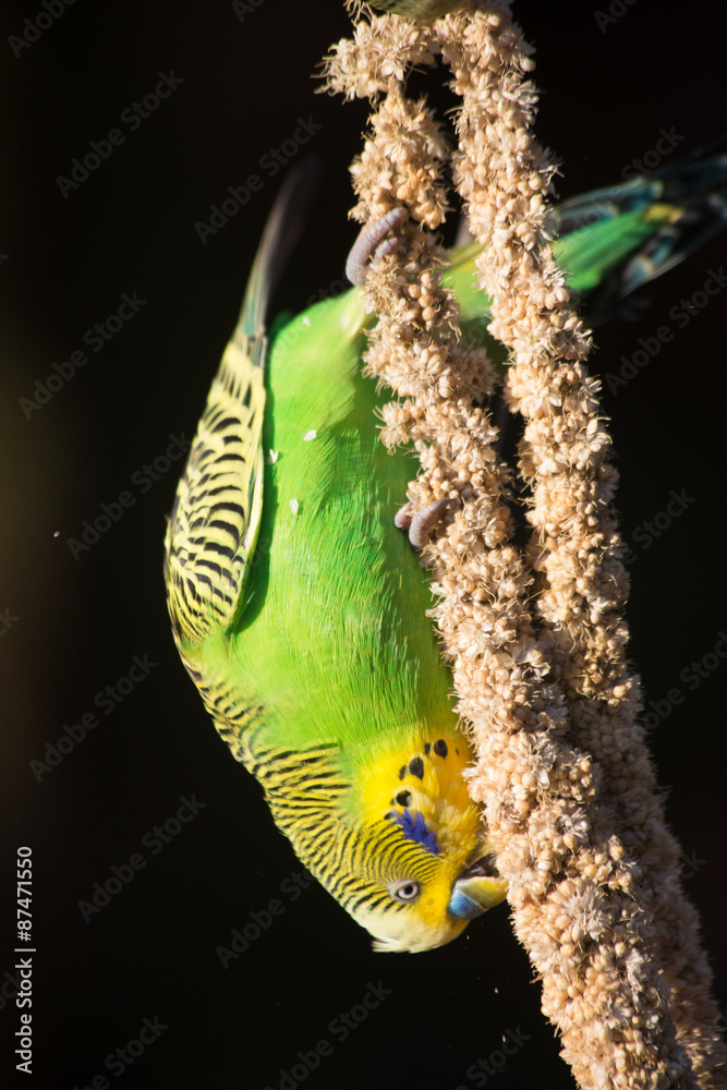 Fototapeta premium Budgie eating seed hanging upside down
