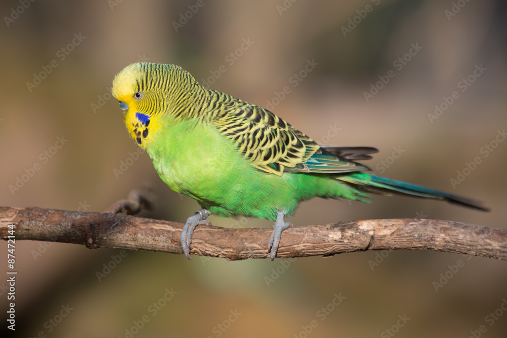 Budgie sitting on a branch - Stock image