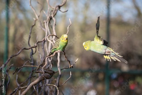 Budgie flying with his wings spread photo