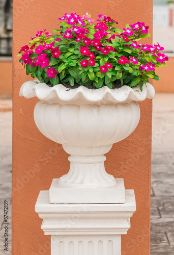 Classic white ceramic pot of the colorful flower standing in fro