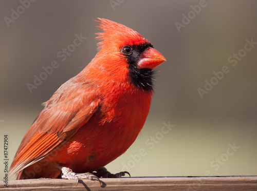 Male cardinal on a perch © Guy Sagi